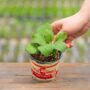Eggplant – Black Beauty – 4″ Pot